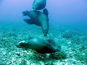 Sealions playing