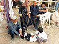 Uyghur family with two calves for sale at Kashgar market