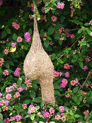 Yelagiri bird's nest