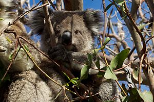 2011-265-335 Koala Stare (6436267101)