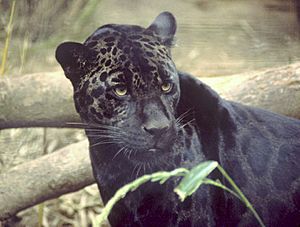 Black jaguar.jpg