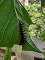 Caterpillar on leaf (1) 01