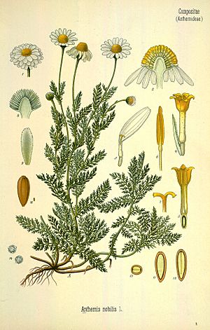 Chamaemelum nobile.jpg
