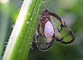Moth Epiricania hagoromo (Epipyropidae) feeding on planthopper Euricania facialis