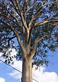 Eucalyptus tereticornis - upper branches