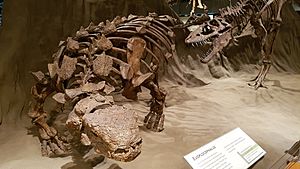 Euoplocephalus and Gorgosaurus