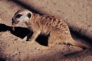 Meerkat in Namibia