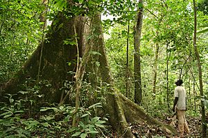 Rainforest Gabon