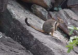 Short-eared rock wallaby in Kakadu.jpg
