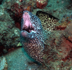 Spotted moray in Tyrona.png