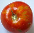 Tomato with Tomato Spotted Wilt Virus