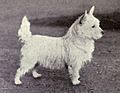 A black and white photograph of a small white terrier, looking very similar to the modern breed