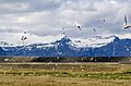 Arctic tern nesting on Iceland