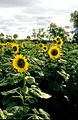 CSIRO ScienceImage 4438 Sunflower crop