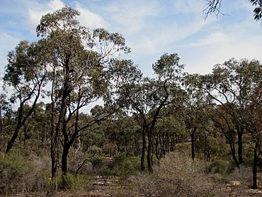 Eucalyptus tricarpa 7061.jpg