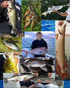 Game fish collage