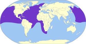 Oceanodroma leucorhoa map.svg