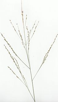 Panicum decompositum Turners Flat flowerhead2 (8685594574)