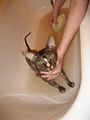 Sphynx taking a bath