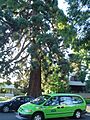 Waldo Park tree with Salem taxi