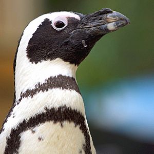 African Penguin - Temba - Rob Killips