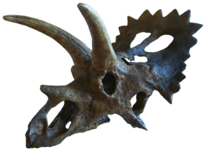 Anchiceratops.png