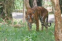 Bengal Tiger in Bangalore.jpg