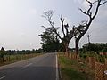 G.T road towards Burdwan from Hooghly 07