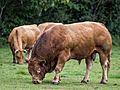 Grasender Limousin-Bulle im Ammerland (2022)