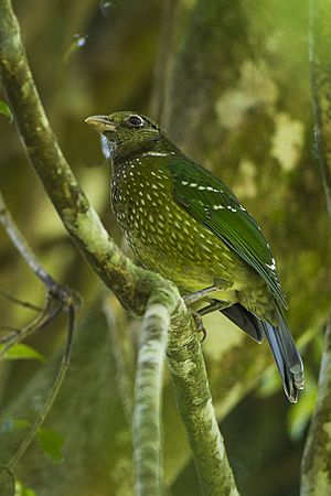 Green Catbird - Lamington NP - Queensland S4E6944 (22198819728).jpg