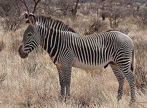 Grevy's Zebra Stallion.jpg