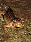 Lissotriton vulgaris (Salamandridae) (Smooth Newt) - (adult), Arnhem, the Netherlands.jpg