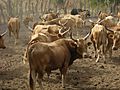 N'Dama herd in West Africa