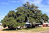 Old Evergreen Tree Lee County Texas 2021.jpg