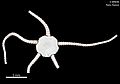 Ophioleuce seminudum (MNHN-IE-2013-10292) 02