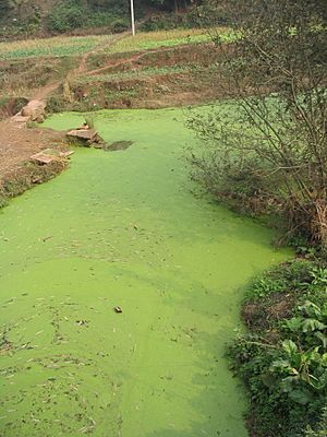 River algae Sichuan