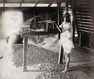 1880s Sorting tea Ceylon Sri Lanka 2