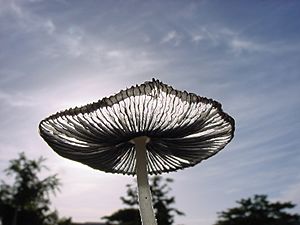 Backlit mushroom