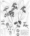 Eucalyptus patens from "Eucalyptographia. A descriptive atlas of the eucalypts of Australia and the adjoining islands"; (1879) (20165942804)