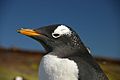 Falkland Islands Penguins 45