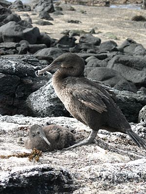 Flightless cormorant (Phalacrocorax harrisi) with chick