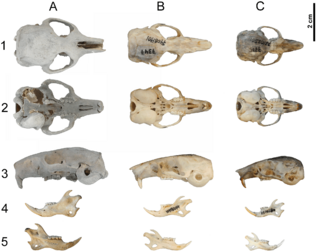 Hypnomys morpheus&Eliomys quercinus skulls