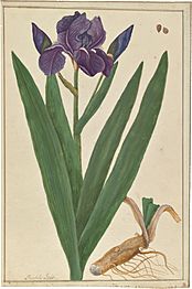 Iris germanica (watercolor)