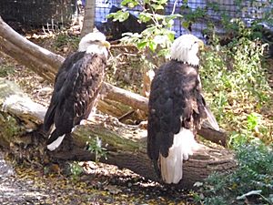 Pair of Bald Eagles at Lincoln Children's Zoo