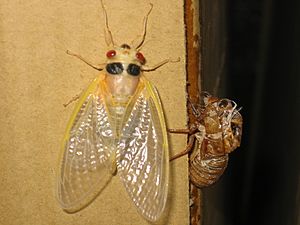White cicada