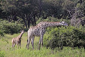 Angolan giraffe (Giraffa camelopardalis angolensis) female with young 2 months