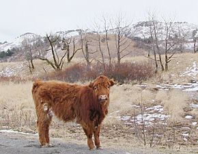 Chiniak Highway Cow
