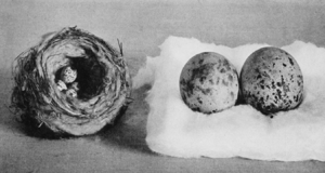 Eggs BSNH 1930
