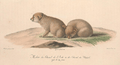 Histoire naturelle des mammifères, t. 3 (1824) Canis anthus x aureus