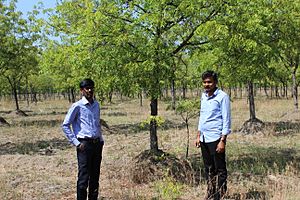 Neem tree farm in south india